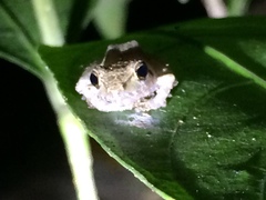 Pristimantis ramagii