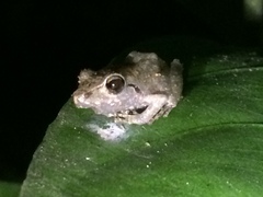 Pristimantis ramagii