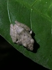 Pristimantis ramagii