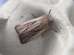 Leucania comma