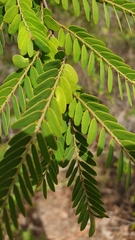 Phyllanthus casticum
