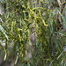 Korthalsella rubra - Photo 由 Bruce McLennan 所上傳的 (c) Bruce McLennan，保留部份權利CC BY-NC