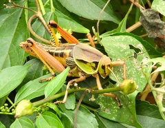 Brachystola behrensii