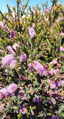 Melaleuca decussata