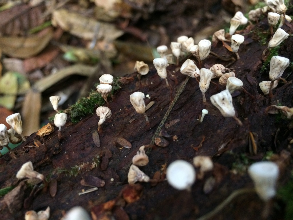 Gymnopus montagnei · November 2019 · photo: © deboas (iNaturalist, cc0)