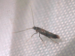 Euspilapteryx auroguttella