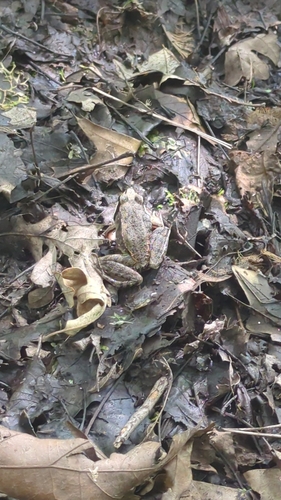 Wood Frog