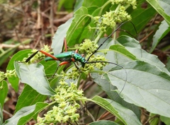 Plinthocoelium chilense