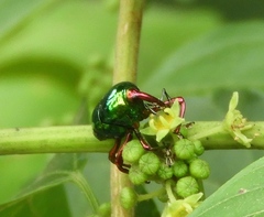 Eurhinus