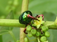 Eurhinus