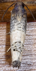 Epiblema desertana