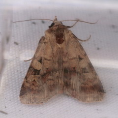 Diarsia mendica
