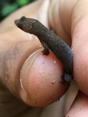 Coleodactylus meridionalis