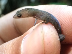Coleodactylus meridionalis