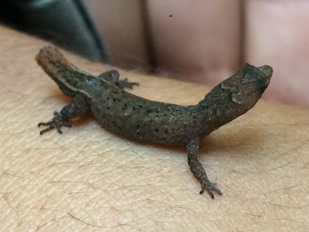 Coleodactylus elizae