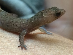 Coleodactylus meridionalis
