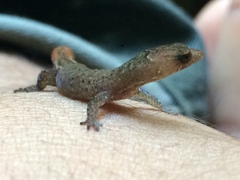 Coleodactylus meridionalis