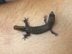 Coleodactylus meridionalis