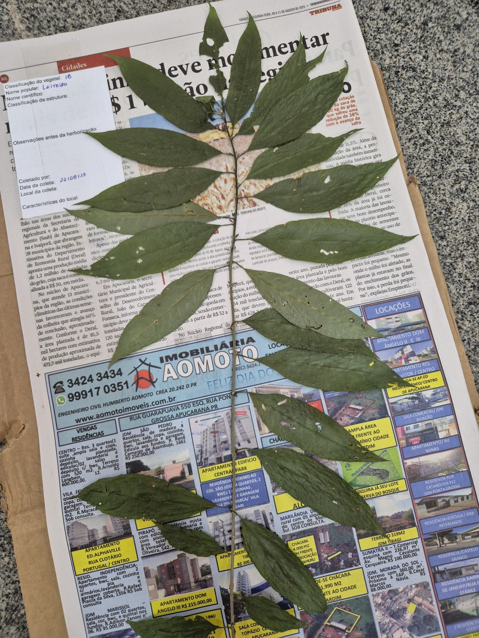 Cestrum intermedium