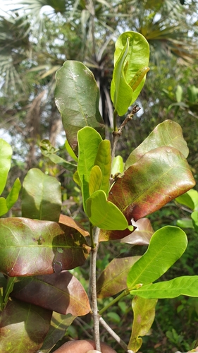 Mascarenhasia arborescens image