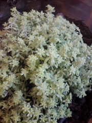Sedum japonicum