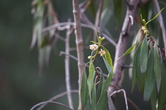 Myoporum montanum