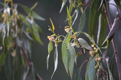 Myoporum montanum