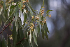 Myoporum montanum