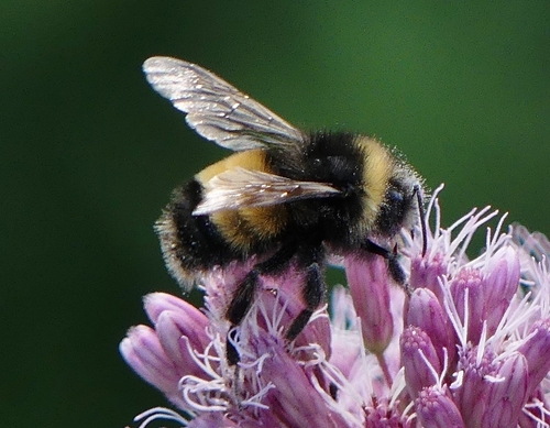 Yellow-banded Bumble Bee