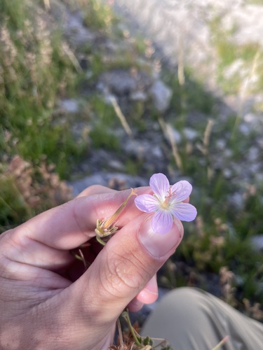 California geranium (Geranium californicum)
