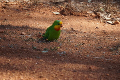 Polytelis swainsonii
