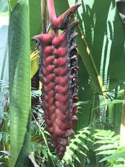 Heliconia mariae