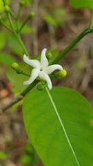 Tabernaemontana coffeoides