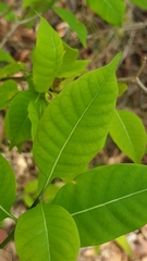 Tabernaemontana coffeoides