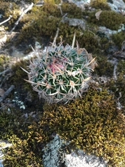 Echinofossulocactus zacatecasensis