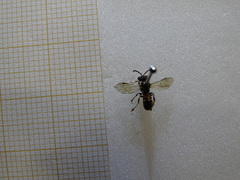 Lasioglossum interruptum