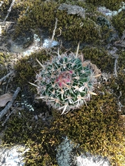 Echinofossulocactus zacatecasensis