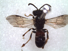 Lasioglossum interruptum