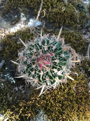 Echinofossulocactus zacatecasensis