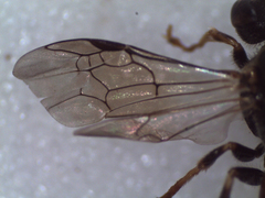 Lasioglossum interruptum