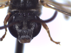 Lasioglossum interruptum