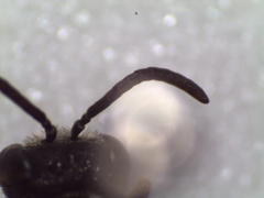 Lasioglossum interruptum