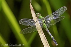 Erythemis simplicicollis