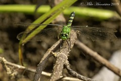 Erythemis simplicicollis