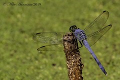 Erythemis simplicicollis