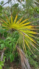 Hyphaene coriacea