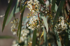 Eucalyptus largiflorens