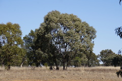 Eucalyptus largiflorens