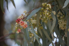 Eucalyptus largiflorens