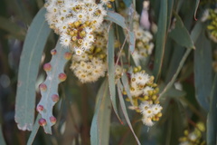 Eucalyptus largiflorens